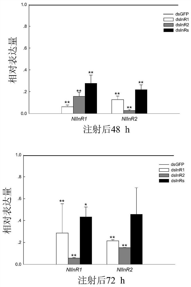 Application of the brown planthopper nlinr gene as a target in the preparation of drugs for the control of brown planthopper