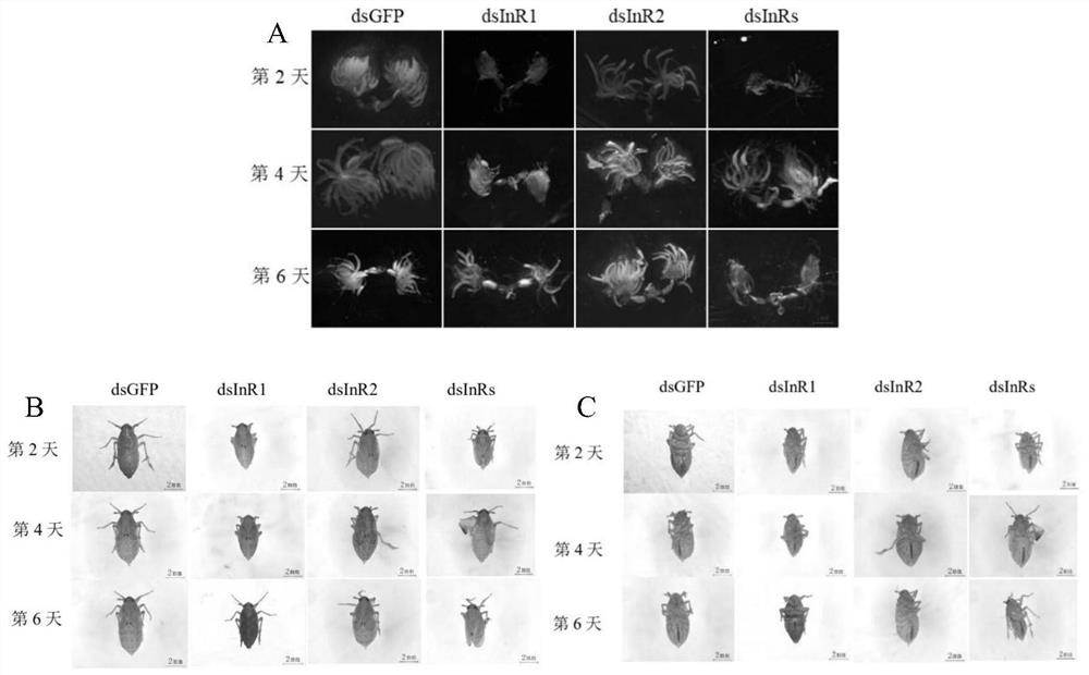 Application of the brown planthopper nlinr gene as a target in the preparation of drugs for the control of brown planthopper