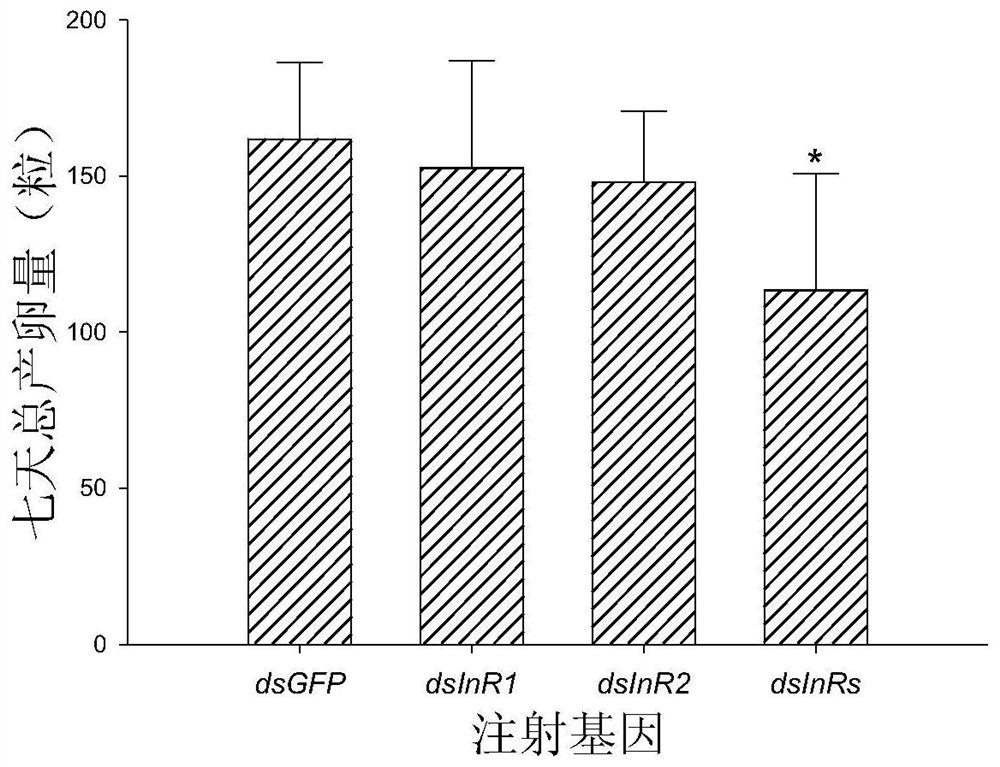 Application of the brown planthopper nlinr gene as a target in the preparation of drugs for the control of brown planthopper