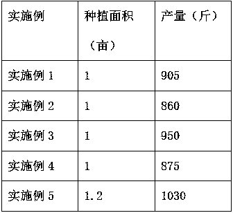 Method for planting morchella