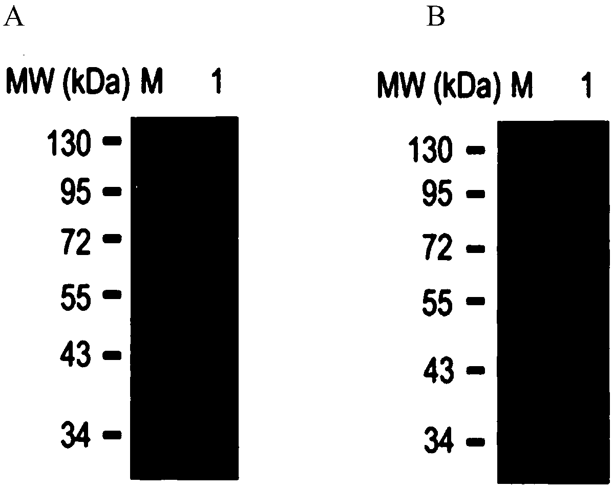 Protein of gracilaria chouae glucophosphomutase and encoding gene and application of protein