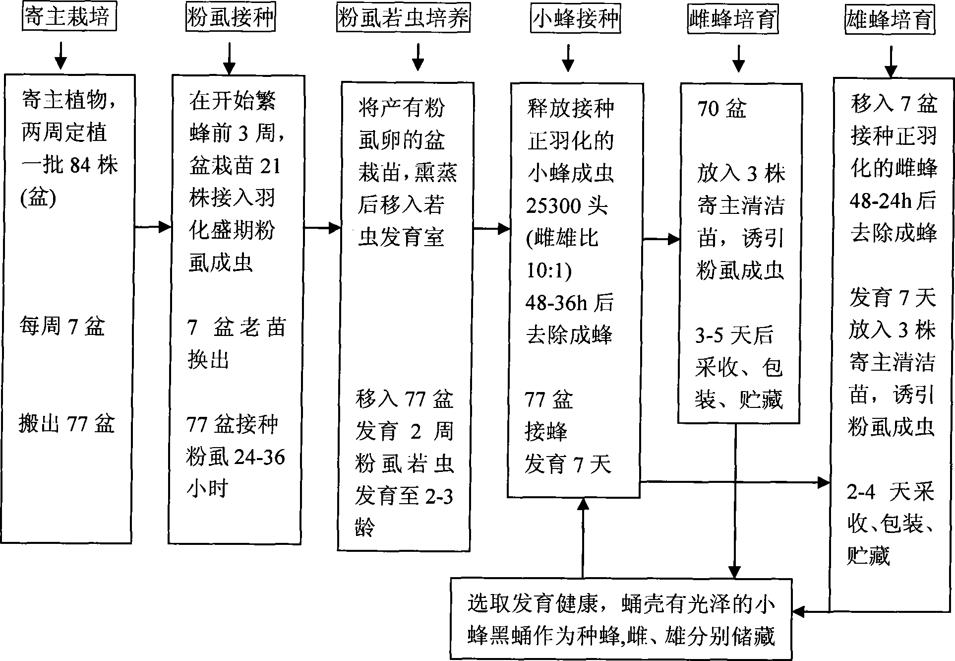 Encarsia Sophia artificial propagation production method