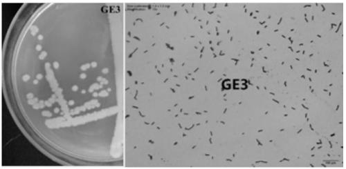 Biological organic fertilizer with water-retention and drought-resisting functions and preparation method thereof