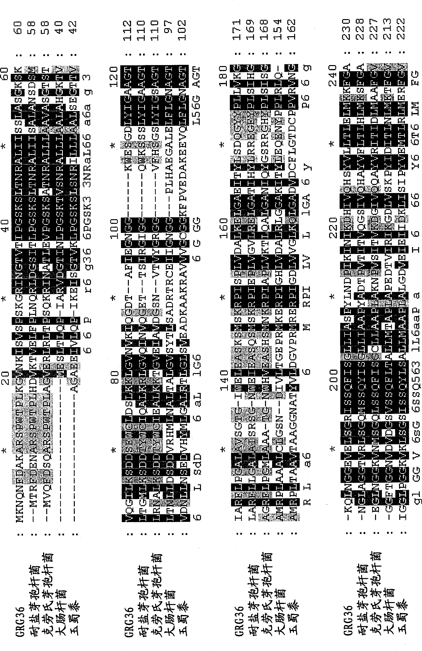 Grg33, grg35, grg36, grg37, grg38, grg39, and grg50: novel epsp synthase genes conferring herbicide resistance