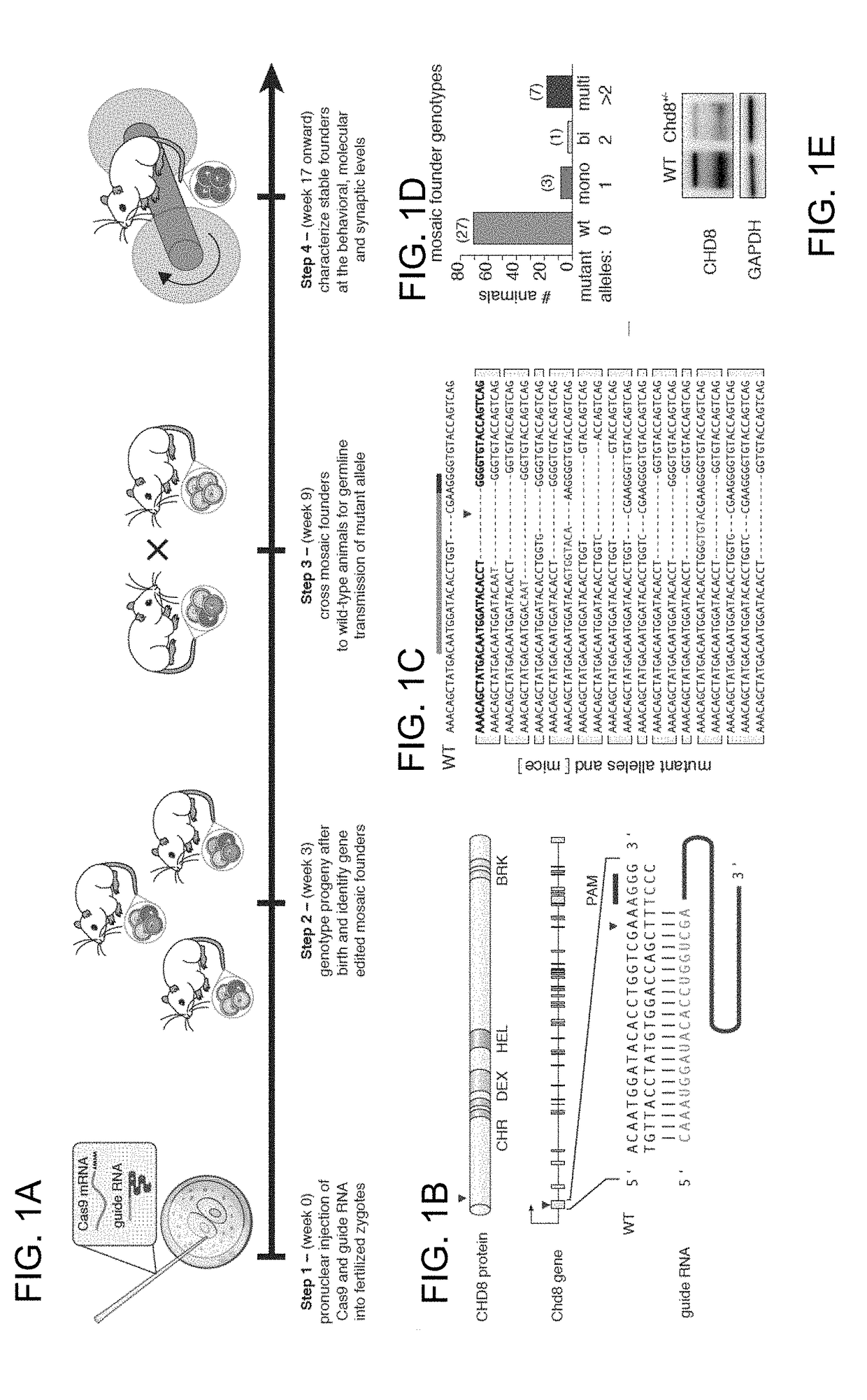 Use and production of chd8+/- transgenic animals with behavioral phenotypes characteristic of autism spectrum disorder