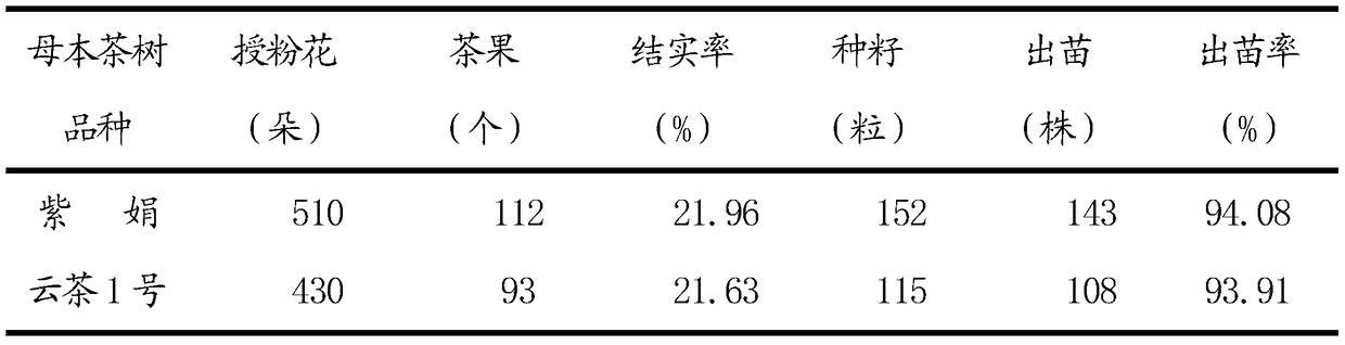 Tea tree cross-breeding method