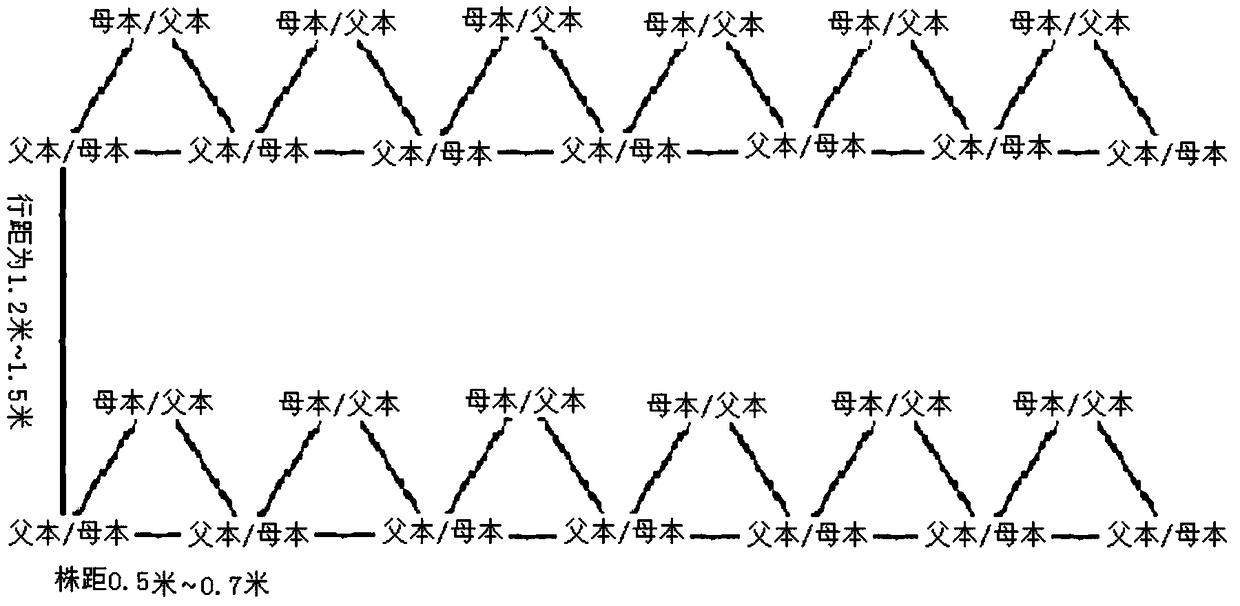 Tea tree cross-breeding method