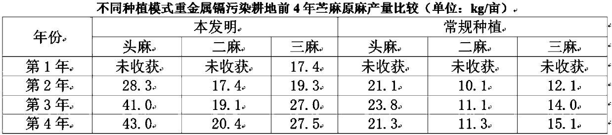 Ramie planting method for restoring soil contaminated by heavy metal cadmium