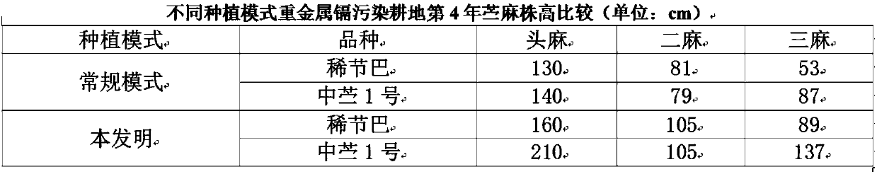 Ramie planting method for restoring soil contaminated by heavy metal cadmium