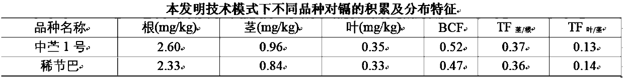 Ramie planting method for restoring soil contaminated by heavy metal cadmium