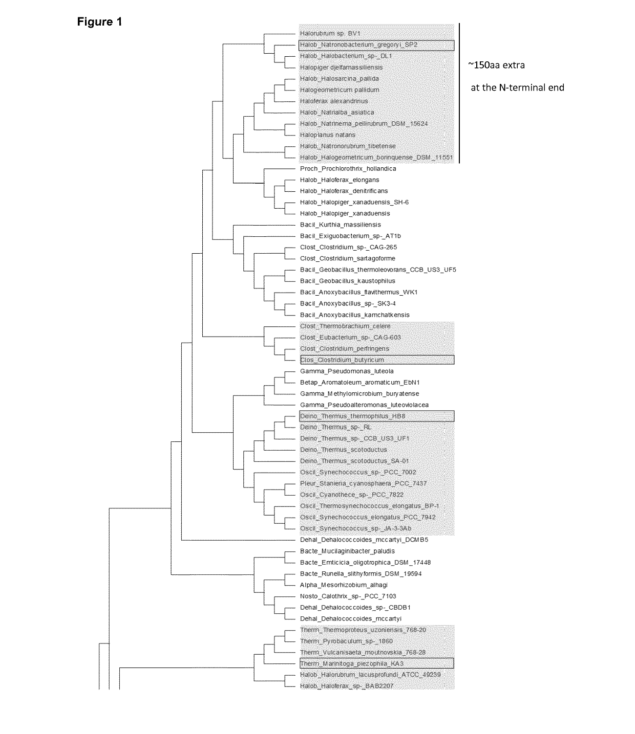 Prokaryotic Argonaute Proteins and Uses Thereof