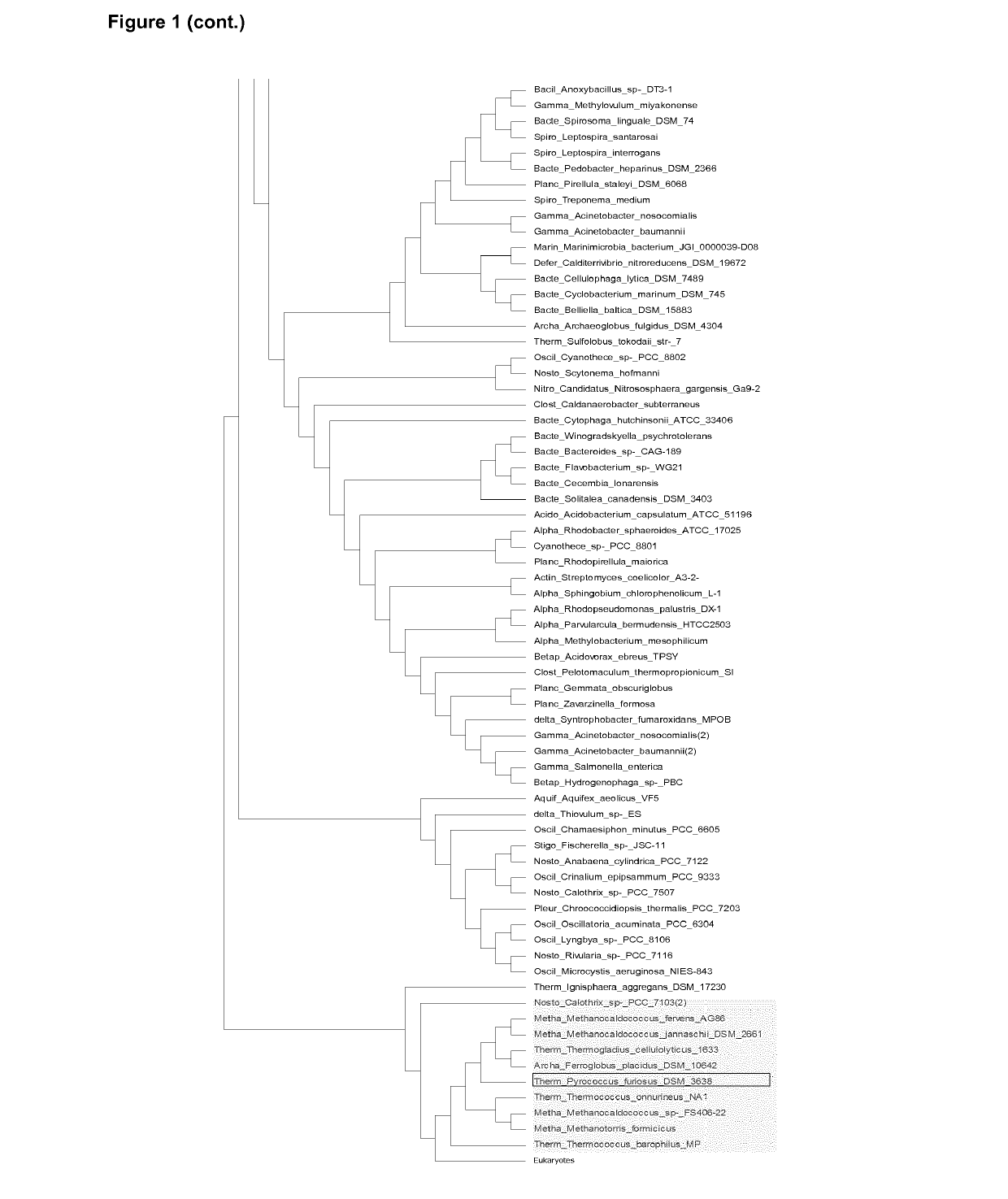 Prokaryotic Argonaute Proteins and Uses Thereof