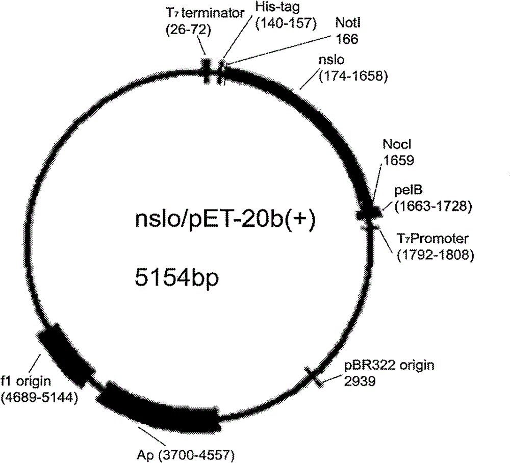 High-expression streptolysin O (SLO) gene as well as secreting expression vector and application thereof