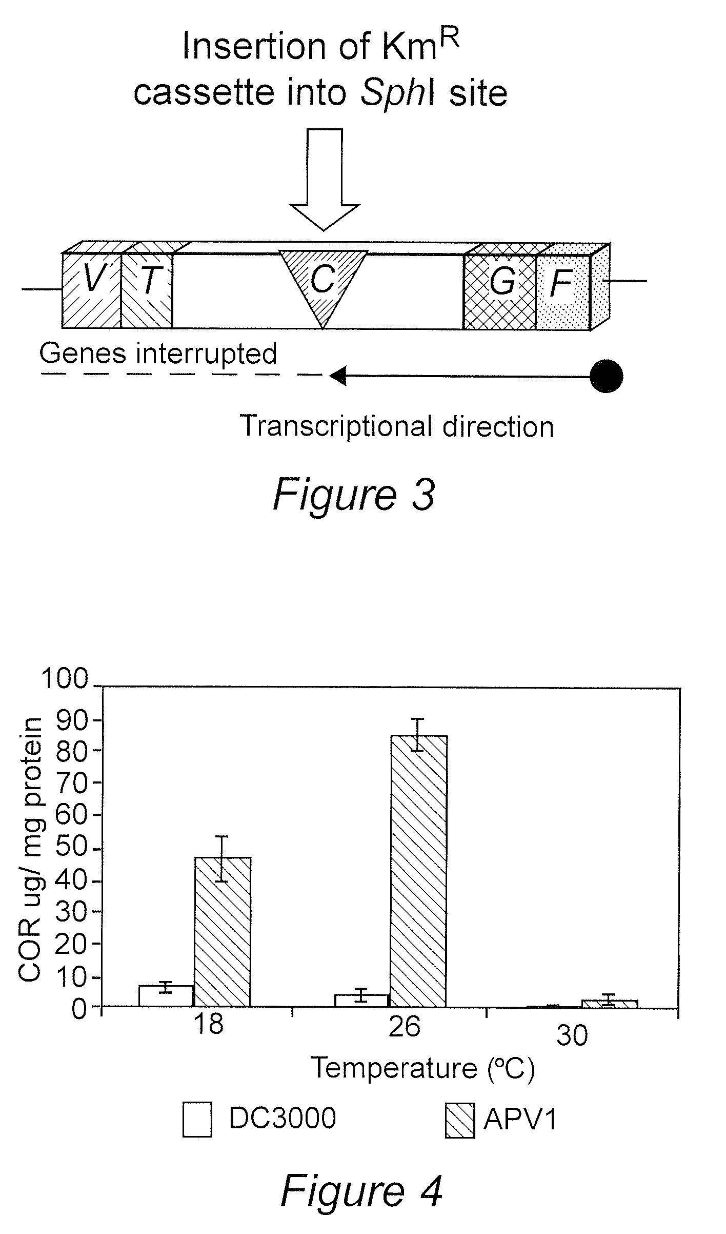 Optimization of Coronatine Production in a Genetically Improved Strain of Pseudomonas Syringae