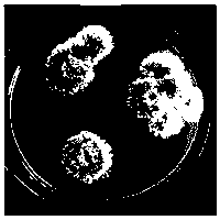 Aspergillus parasiticus and applications thereof in preparation of nitrite reductase, nitrite reductase gene and genetically engineered bacterium