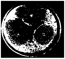 Aspergillus parasiticus and applications thereof in preparation of nitrite reductase, nitrite reductase gene and genetically engineered bacterium