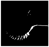 Aspergillus parasiticus and applications thereof in preparation of nitrite reductase, nitrite reductase gene and genetically engineered bacterium