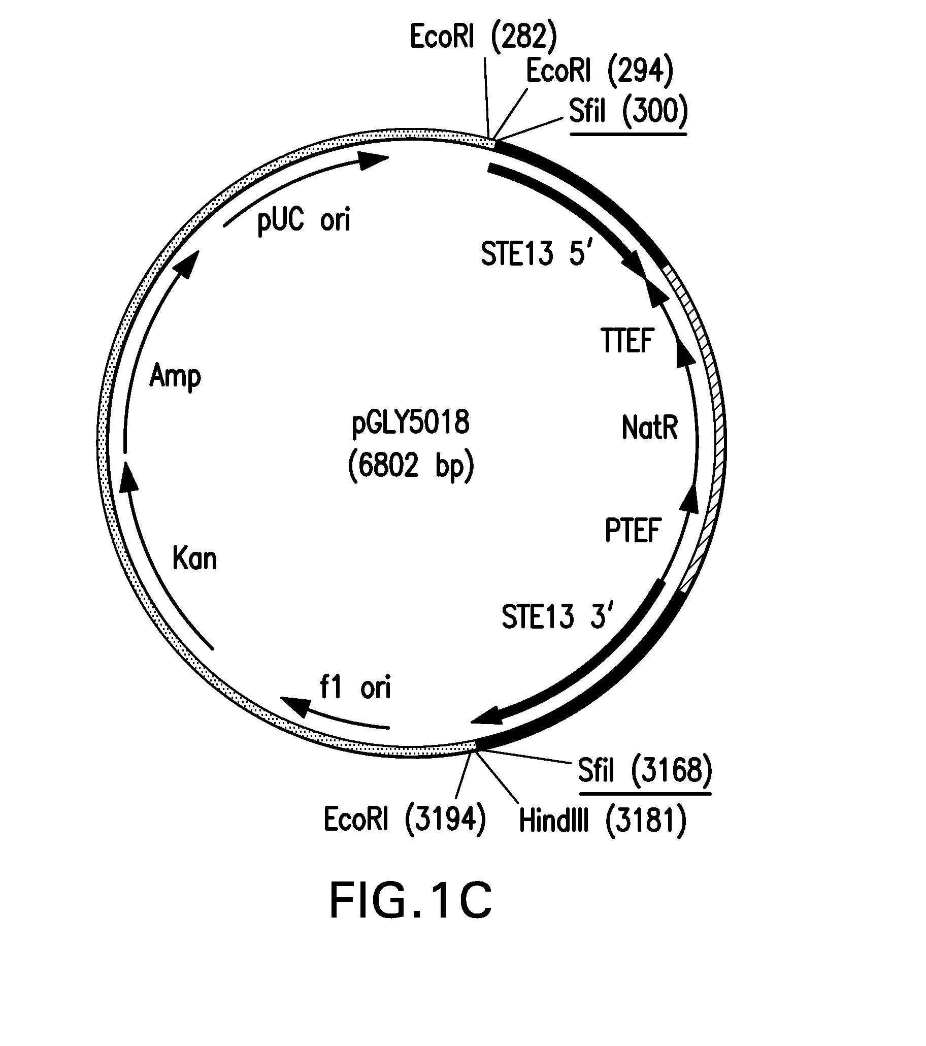 Method for producing therapeutic proteins in pichia pastoris lacking dipeptidyl aminopeptidase activity