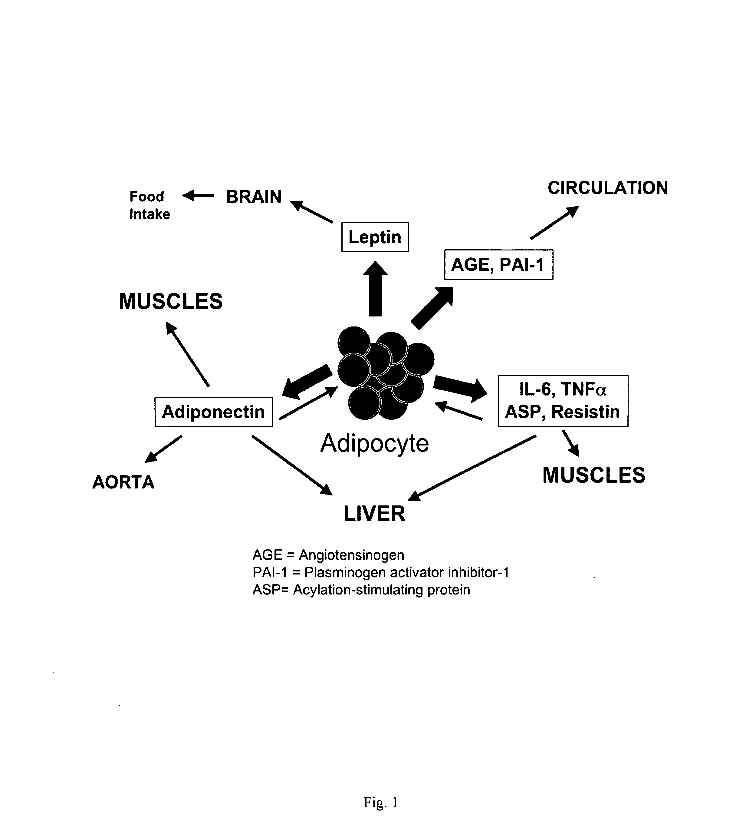 Methods for the treatment of HIV-1 related fat maldistribution, fasting hyperlipidemia and modification of adipocyte physiology