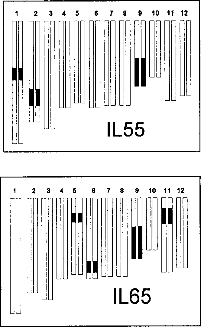 Gene adjusting and controlling rice tillering angle and its coded protein and use