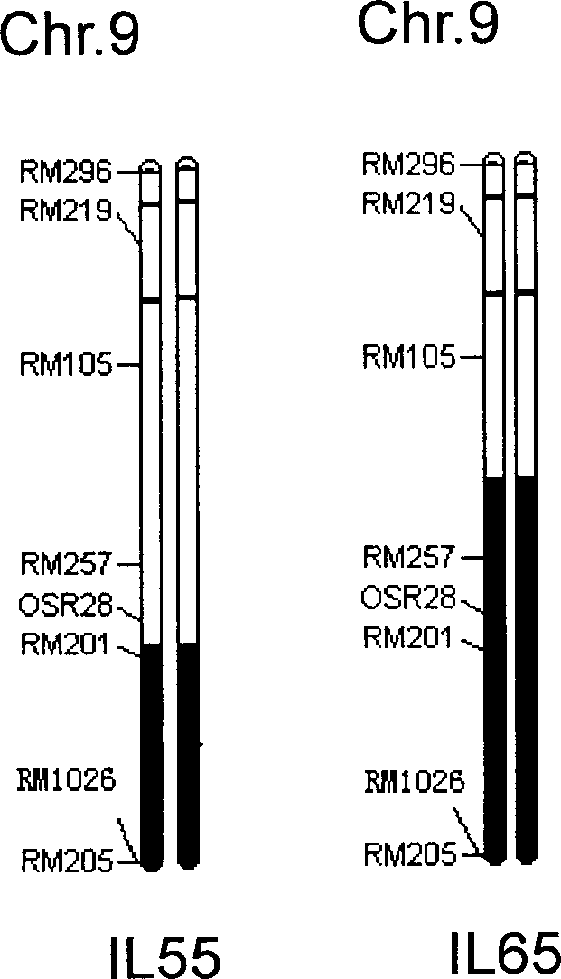 Gene adjusting and controlling rice tillering angle and its coded protein and use