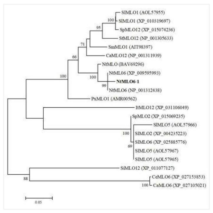 Tobacco NtMLO6-1 gene and knockout method and application thereof