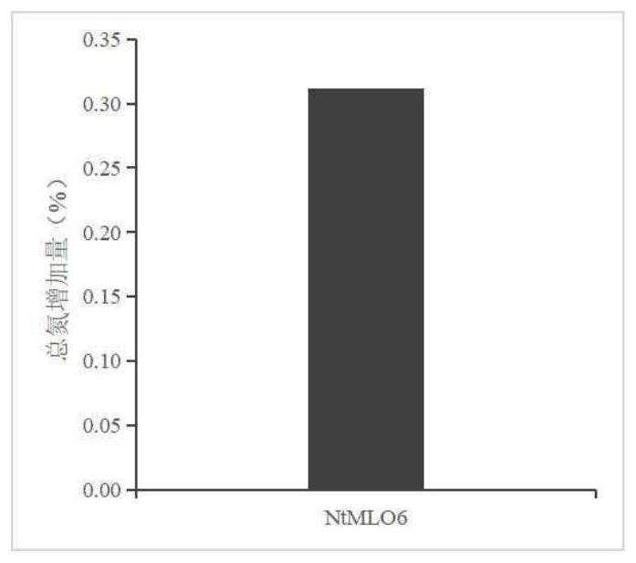 Tobacco NtMLO6-1 gene and knockout method and application thereof