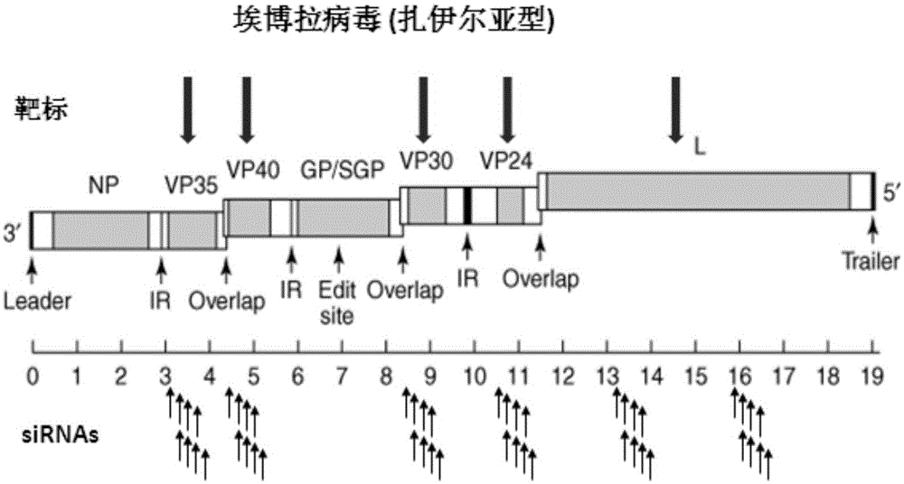 Active molecule capable of suppressing gene replication of Ebola virus and usage method thereof