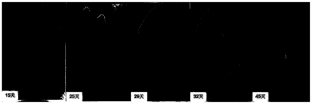 A kind of culture medium and culture method of hydroponic propagation of Daye Jinwa