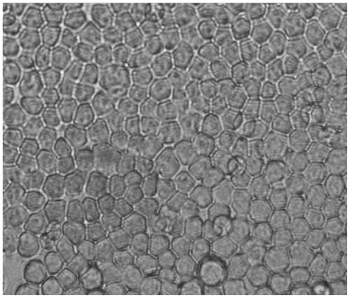 Construction of whole genome high-throughput cloning vector