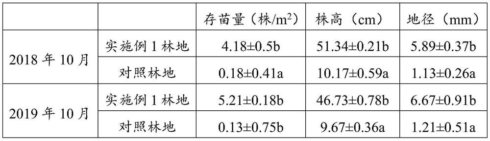 Liriodendron forest seedling cultivation method