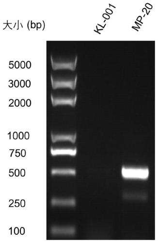 Monascus industrial strain for traceless deletion of citrinin synthetic genes