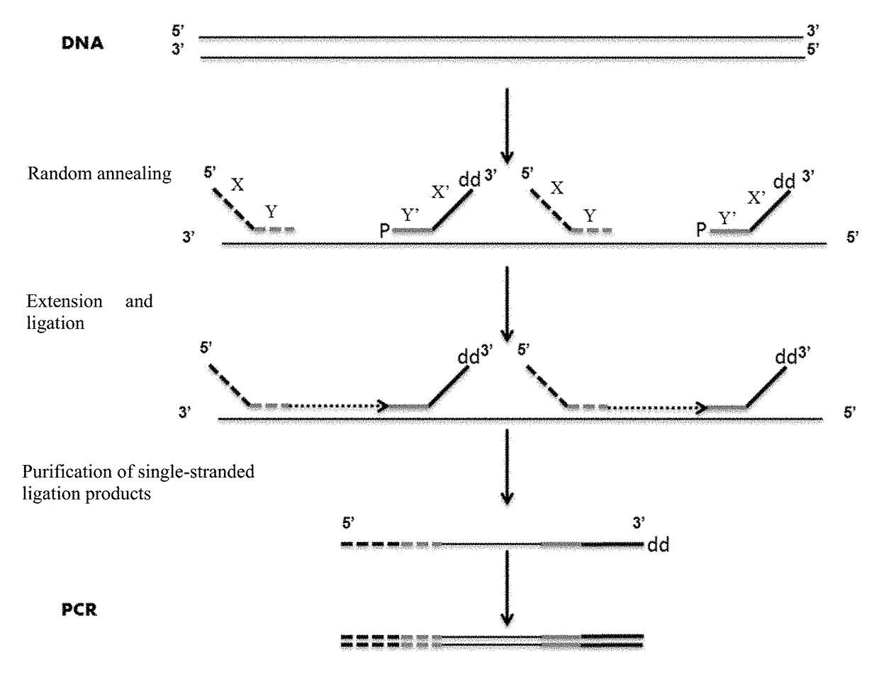 Primer for nucleic acid random fragmentation and nucleic acid random fragmentation method