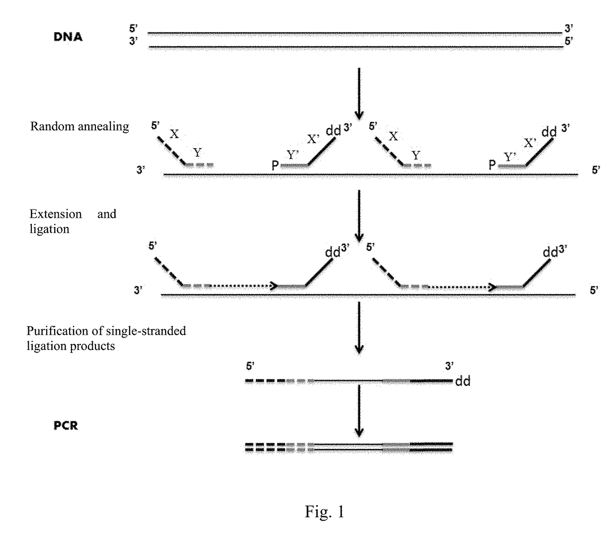 Primer for nucleic acid random fragmentation and nucleic acid random fragmentation method