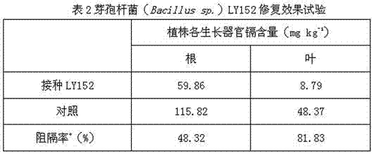 Bacillus with blocking effect on cadmium and its application