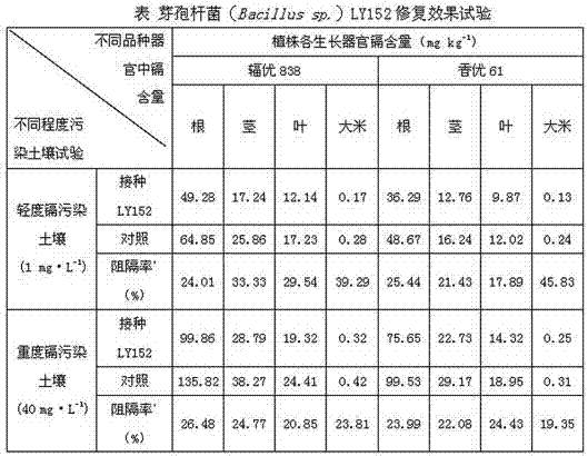 Bacillus with blocking effect on cadmium and its application