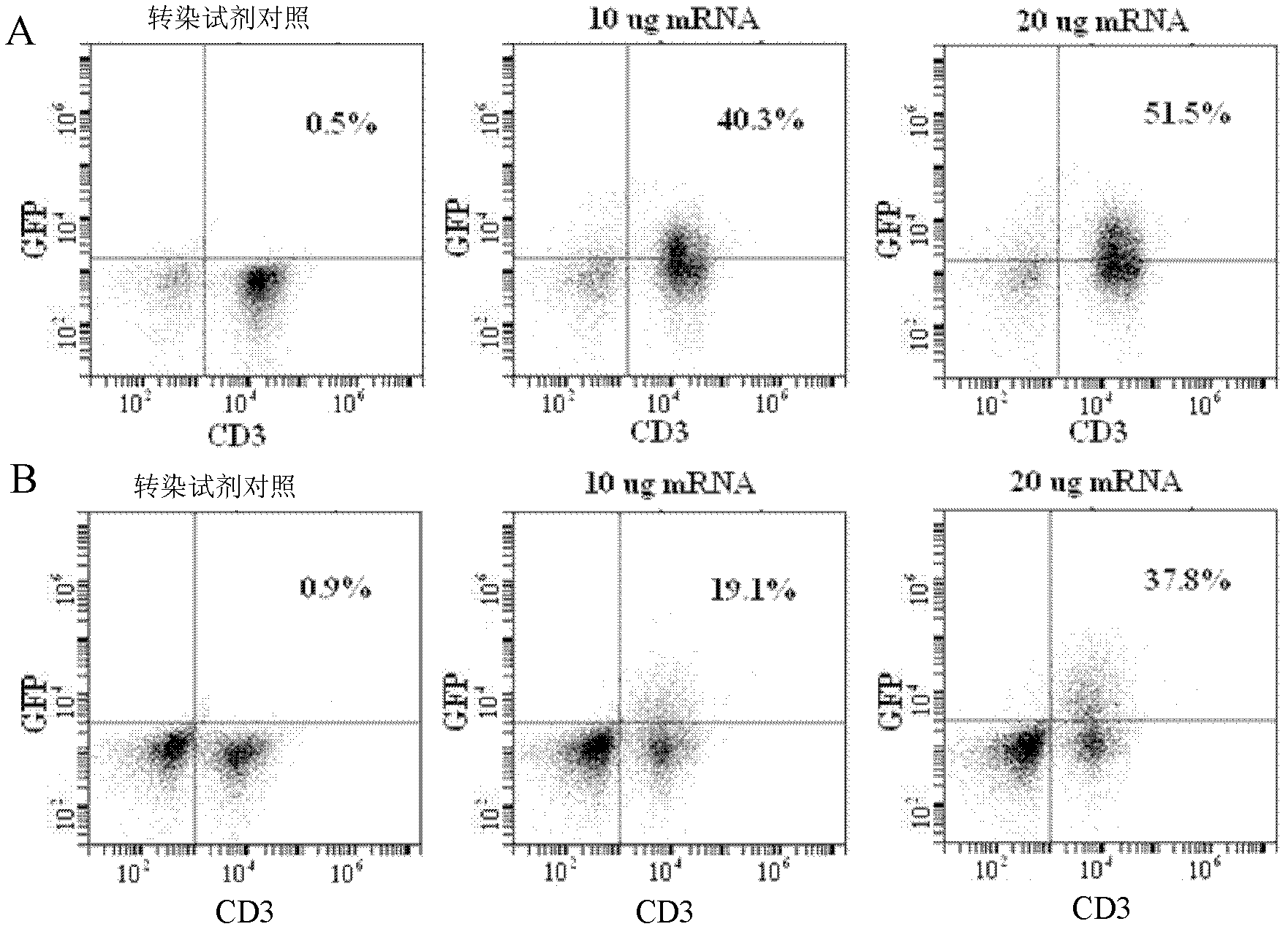 Method for transfecting pig T lymphocytes in vitro by applying nuclear transfection method