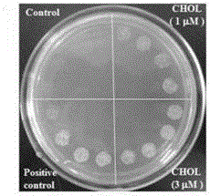 Mussel steroid active component extract, preparation method and applications thereof