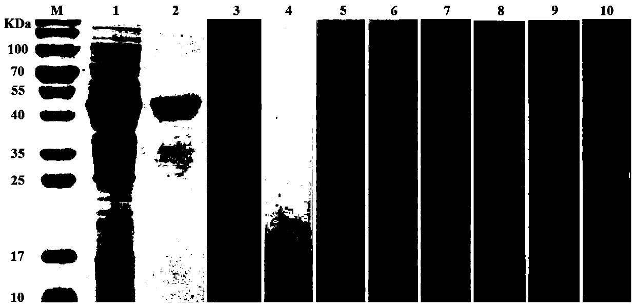 Application of Eimeria stiedai SAG8 protein