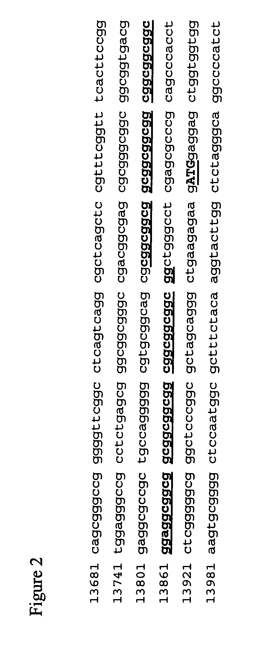 Methods for detecting the presence of expanded CGG repeats in the FMR1 gene 5′ untranslated region