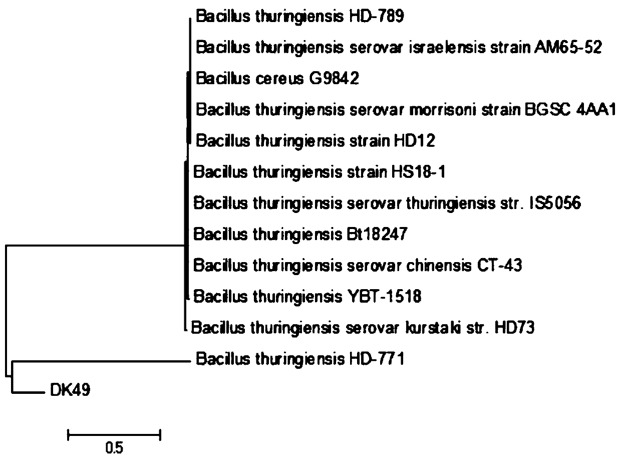 A kind of Bacillus thuringiensis and its application