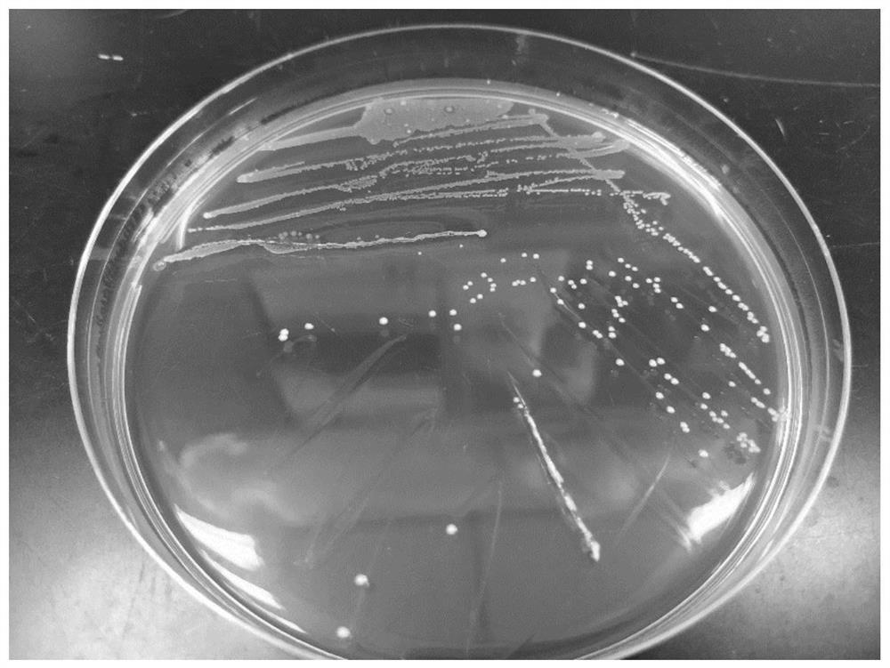 Application of lactobacillus rhamnosus to preventing and relieving ulcerative colitis