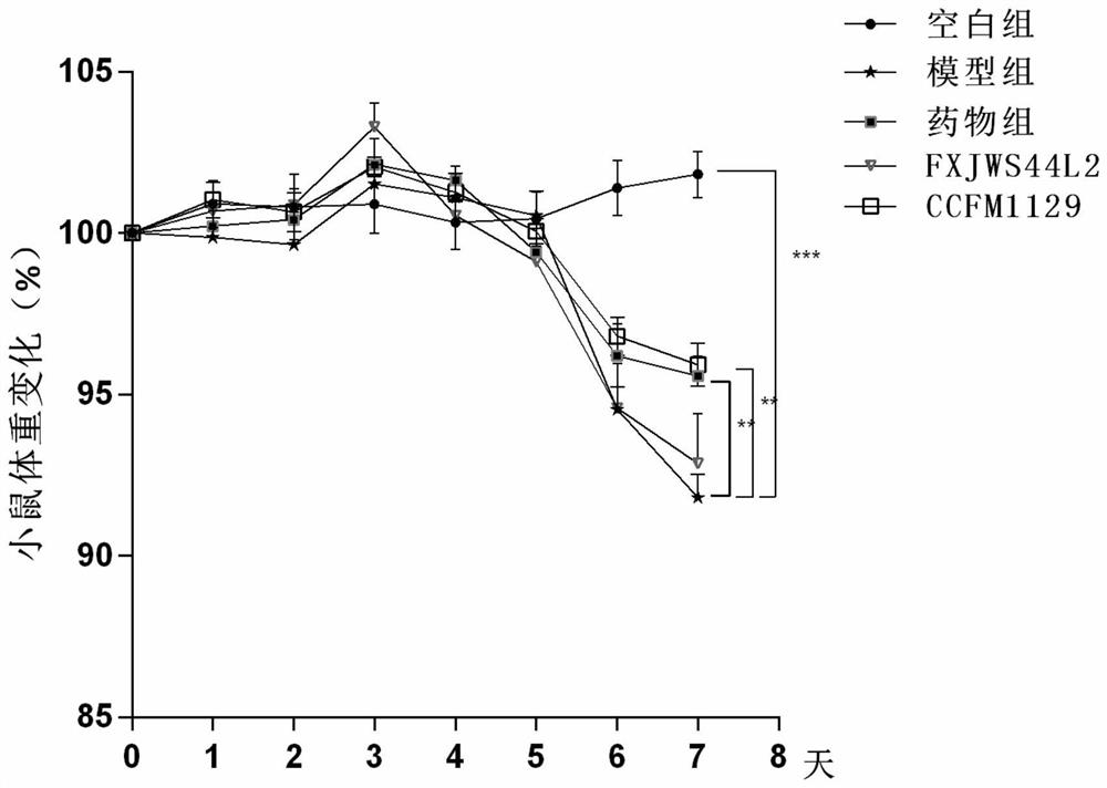 Application of lactobacillus rhamnosus to preventing and relieving ulcerative colitis