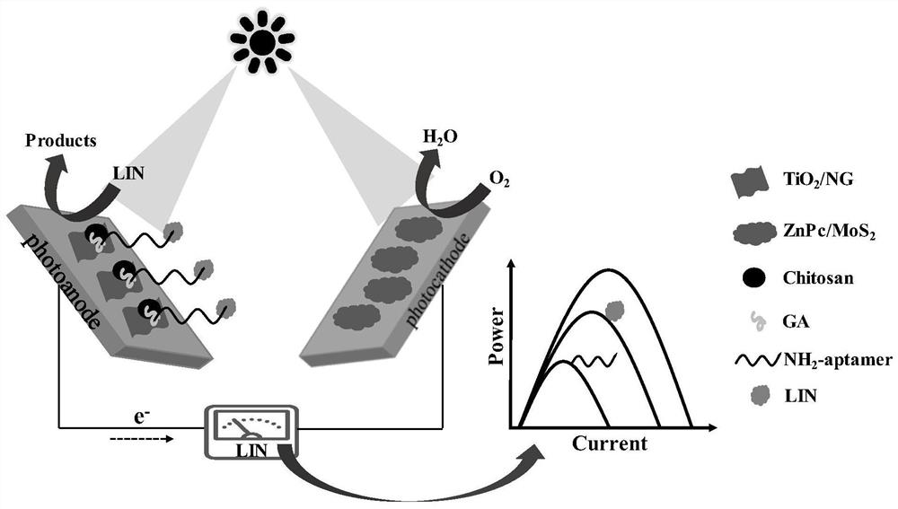 Construction method of light-assisted bipolar self-energized aptamer sensor for detecting lincomycin