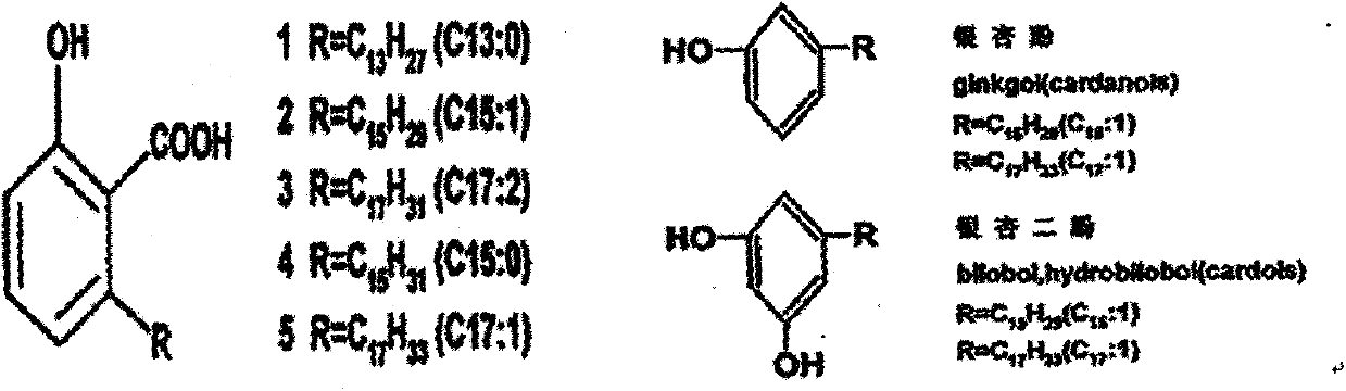 Application of gingkolic acid in preparation of external preparation for treating osmidrosis