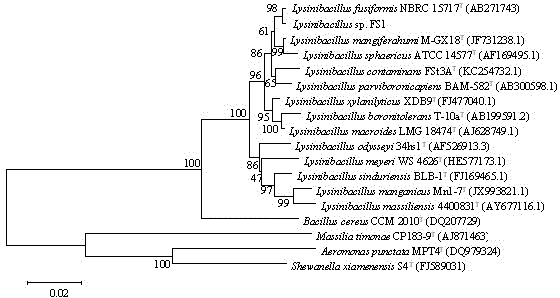 Application of Lysinibacillus fs1 in Dyestuff Degradation