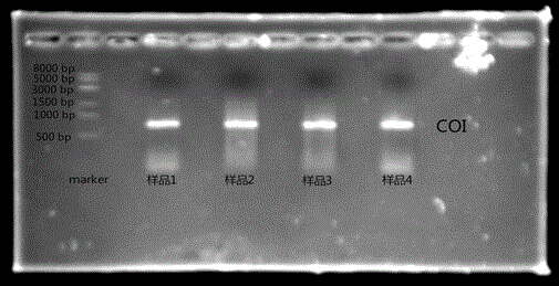 Method for efficiently extracting midge larva DNA (deoxyribonucleic acid)