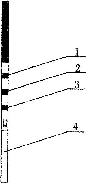 Gold-labeled test paper strip for quick diagnosis of hemorrhagic fever with renal syndrome