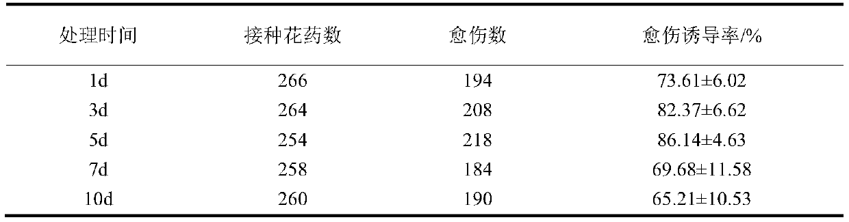 A method for cultivating actinidia anthers into haploid plants