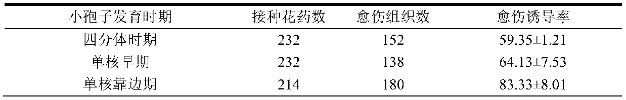 A method for cultivating actinidia anthers into haploid plants